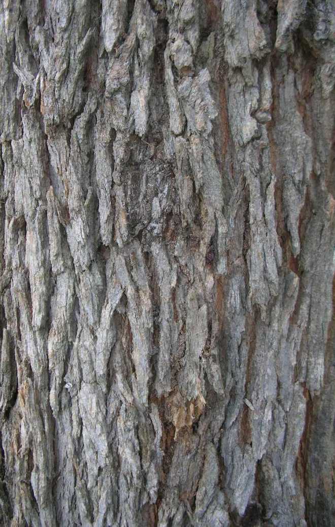 It's bark is very characteristic of the species and helps identify it from E. Marginata (Jarrah) among which it is often found. See here for more on that.